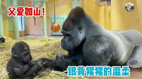 我的大猩猩妈妈,一段跨越物种的母爱传奇